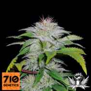 710 Genetics Seeds White Candy Auto